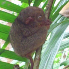 Jungleman5633