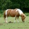ptit poney sauvage