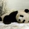 pandabear0129