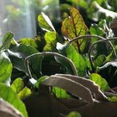 Edible Alchemy Co-op