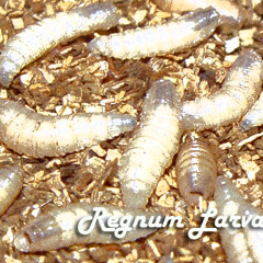 Regnum Larvas