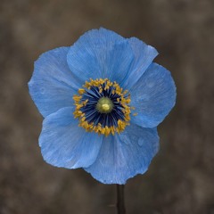 The Blue Poppy