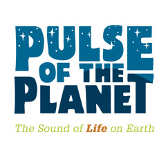 Pulse of the Planet