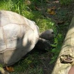 Malaria Lynne Piercy