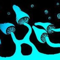 Leonardo Tantone Elle T