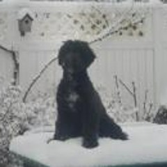 Suzanne N Charles Foisie