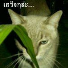 ติ๊ก ชิโร่ 05 ยอมรับคนเดียว