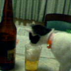 honzamurax