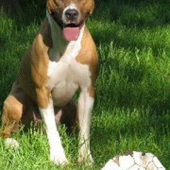 Benjamin A. Morgan-Dillon