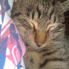 Vladimir.Radomirovic