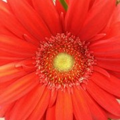 Sandra T-Natie Dukhie