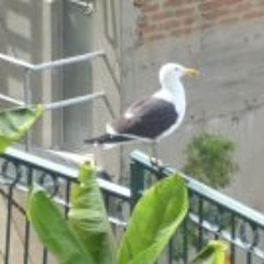 Delia Arneric Alvarez