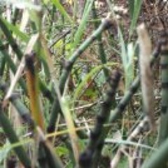 Janosch Bajinski Diaz