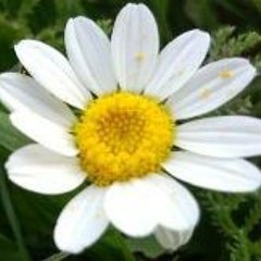 Mücteba Ünal