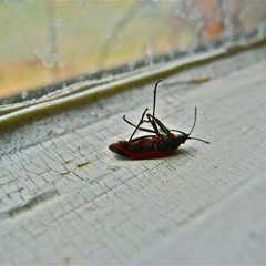 liquidampouleschamber