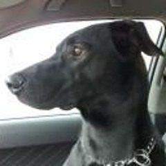 Carlines El Elemento