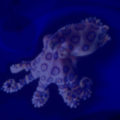 the Blue-Ringed Octopus