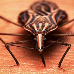 Chagas