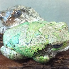 frogwatchstl