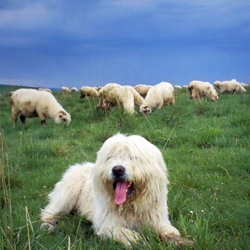 Nicolae Guta & Sorina - Nunta ~ New 2011~