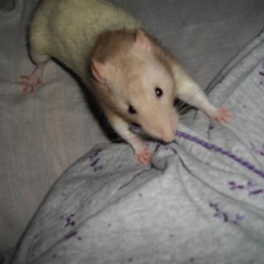 ratmom  loves this