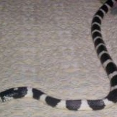 Wilbert Jesús Hernández