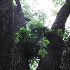 beatleaf hiphop branch