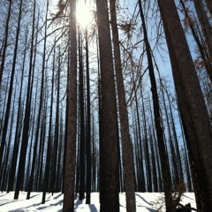 Iron Horse at Ute Tribe PowWow