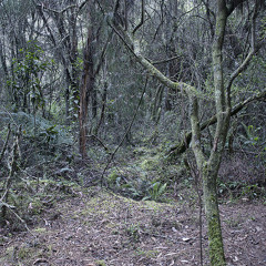 The Field Reporter r2