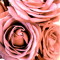sachi_121o