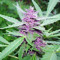 Purple Power369