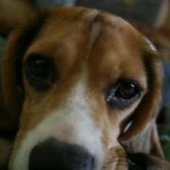 Pistea Bogdan Mircea