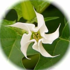 Salvia Divinorum  _ original mix