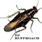 Ruff Roach