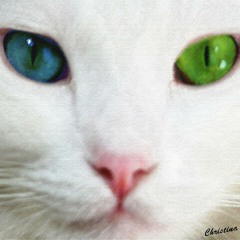 WhiTeCat