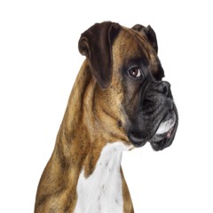 banethedog