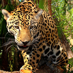 omardj jaguar