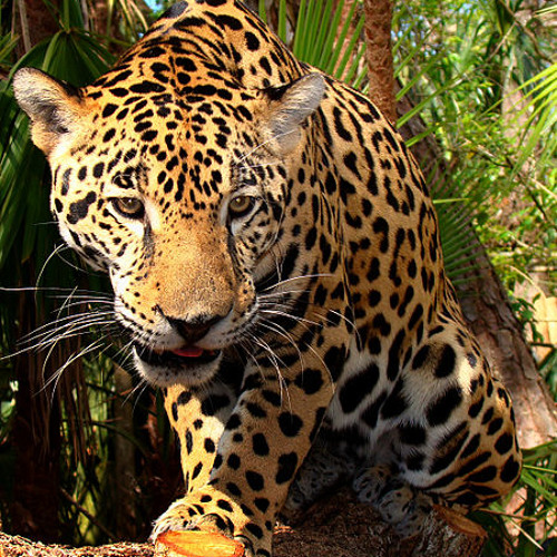 omardj jaguar’s avatar