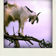 The Goat and the Feather