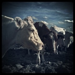 Dieter van Betsbrugge