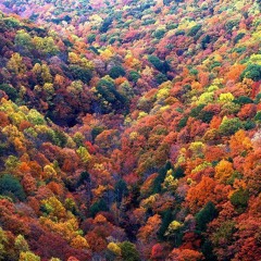 Viviana Giuliana Lucia