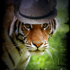 Stuart & The Juice Tigers