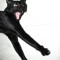 Kitt VonKatt