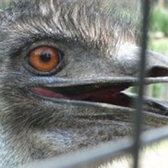 Gonzalo German Lopez