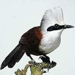 Suara burung blackthroat