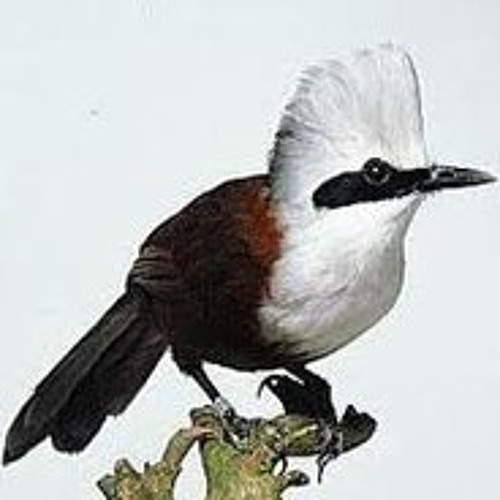 Suara Burung Blackthroat By Birds Sales Listen To Music