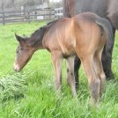 Julie Young Poincelet