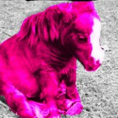pinkminipony