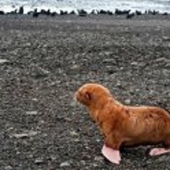 Miles Estelle Meehan