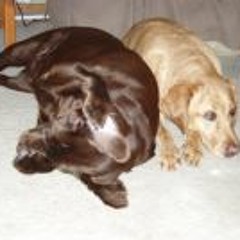 Annie LaCopo Cerminara